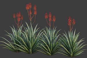 XfrogPlants Aloe Blue Elf - Aloe Monrovia