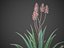 XfrogPlants Aloe Blue Elf - Aloe Monrovia
