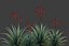 XfrogPlants Aloe Blue Elf - Aloe Monrovia
