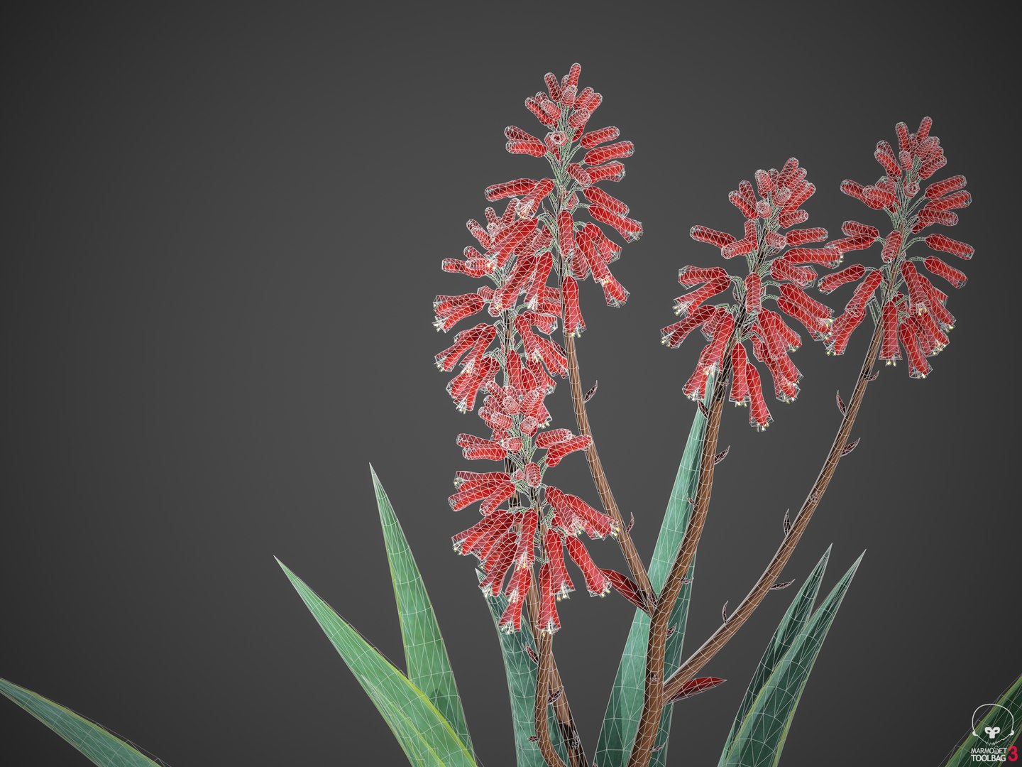 3D XfrogPlants Aloe Blue Elf - Aloe Monrovia https://p.turbosquid.com/ts-thumb/gL/DhUmGW/uA/screenshot001/png/1618430585/1920x1080/fit_q87/70473f49fb7676b0413ab5e99b124300b1294f21/screenshot001.jpg