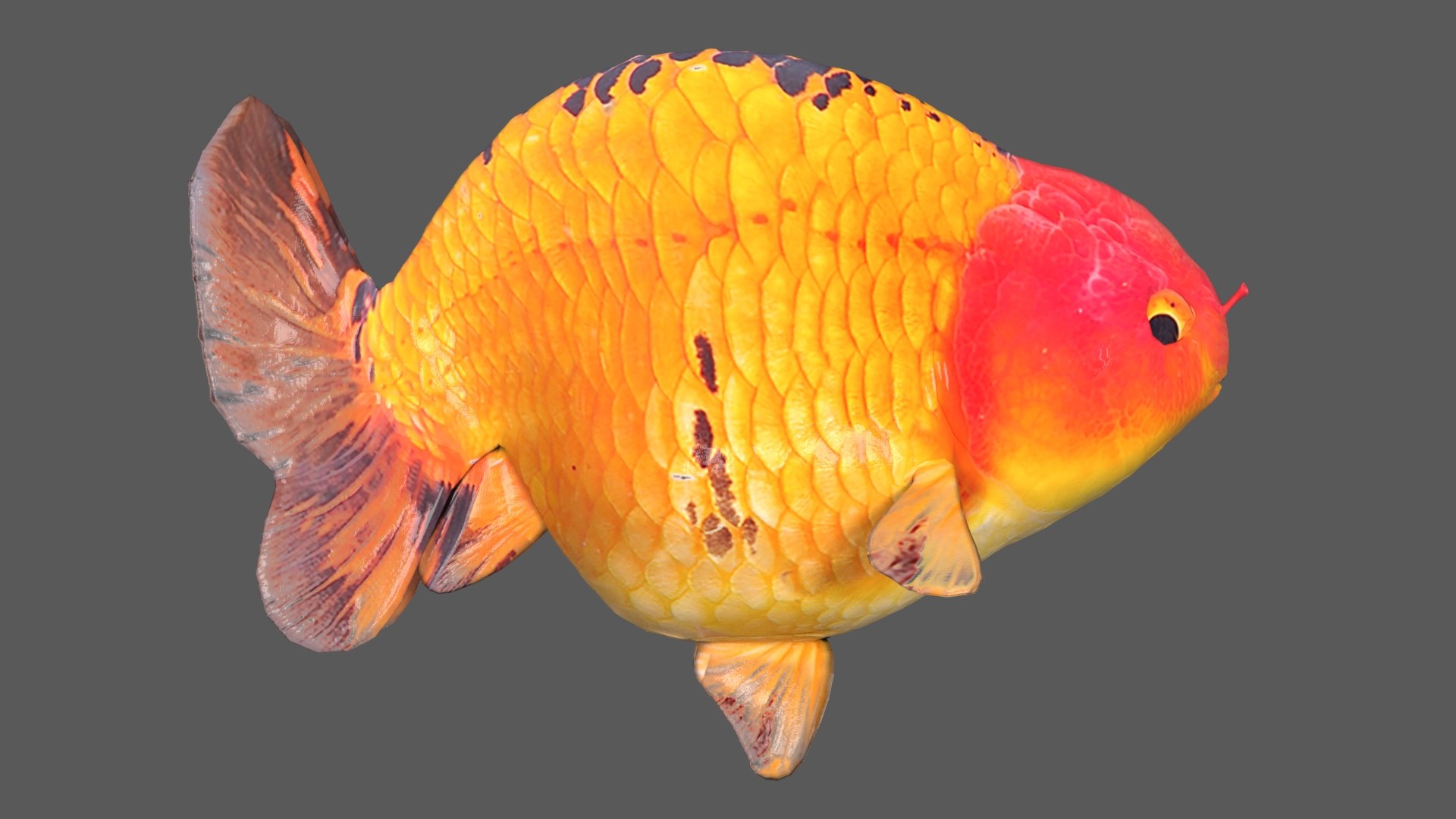 3D Goldfish-Animated Variety4 Model - TurboSquid 2035173
