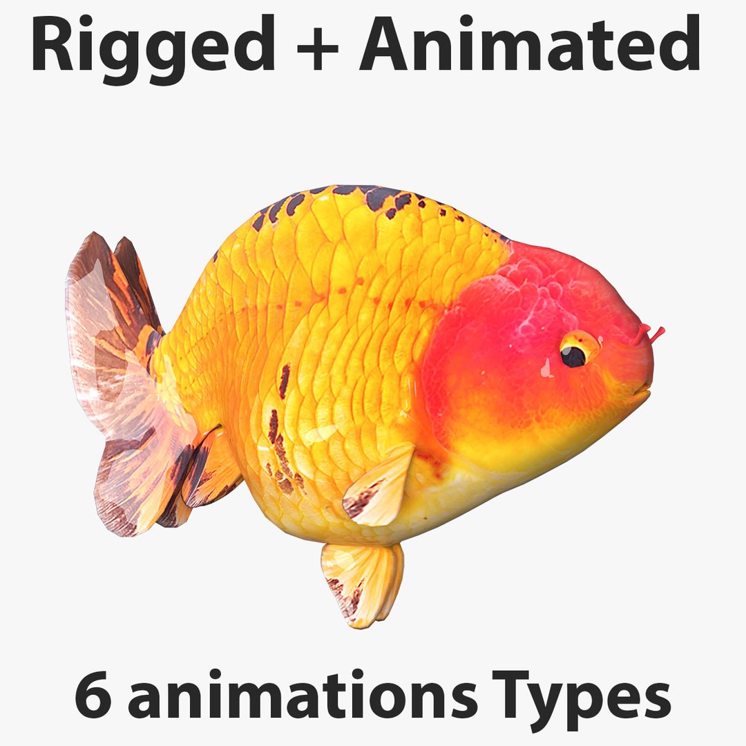 3D Goldfish-Animated variety4 model - TurboSquid 2035173