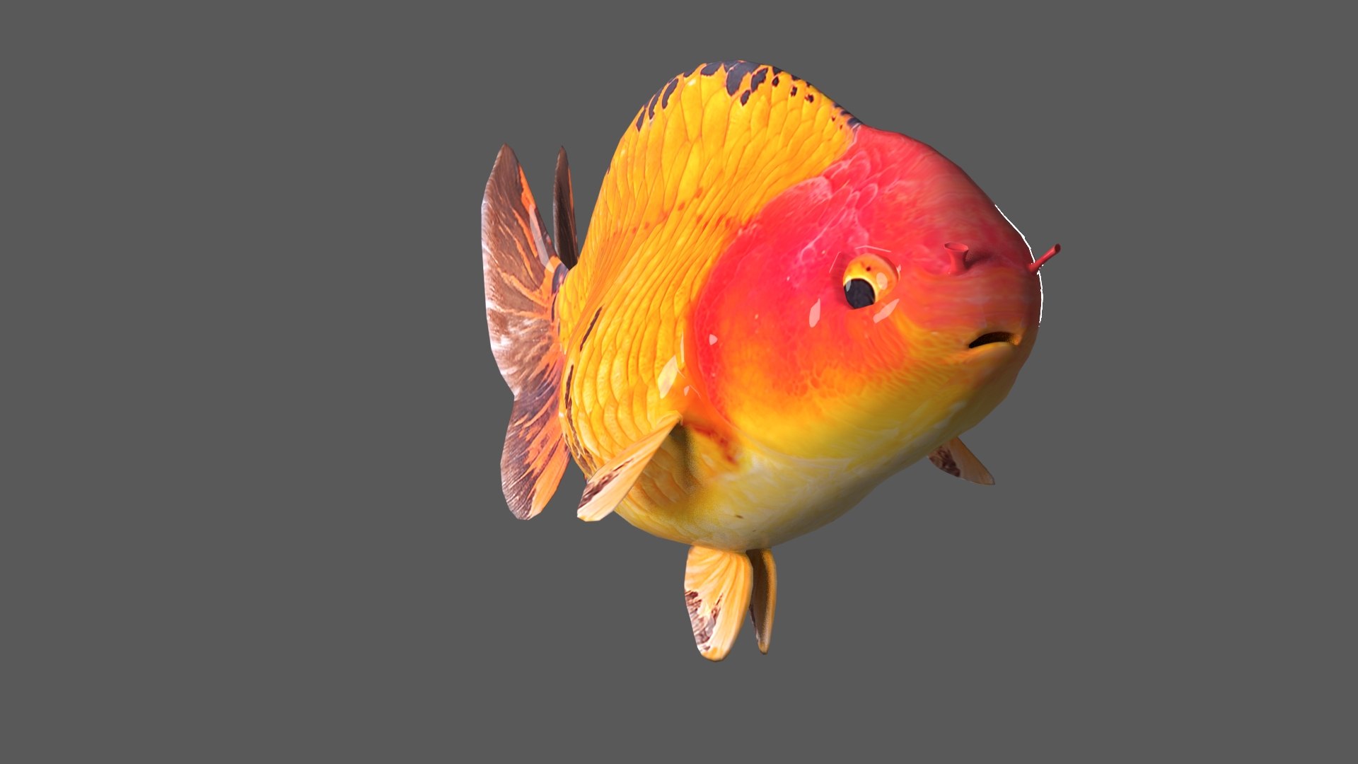 3D Goldfish-Animated Variety4 Model - TurboSquid 2035173