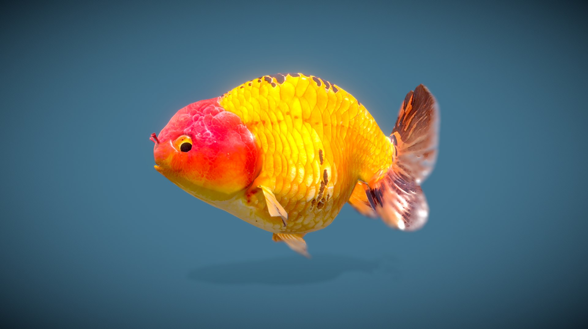 3D Goldfish-Animated Variety4 Model - TurboSquid 2035173