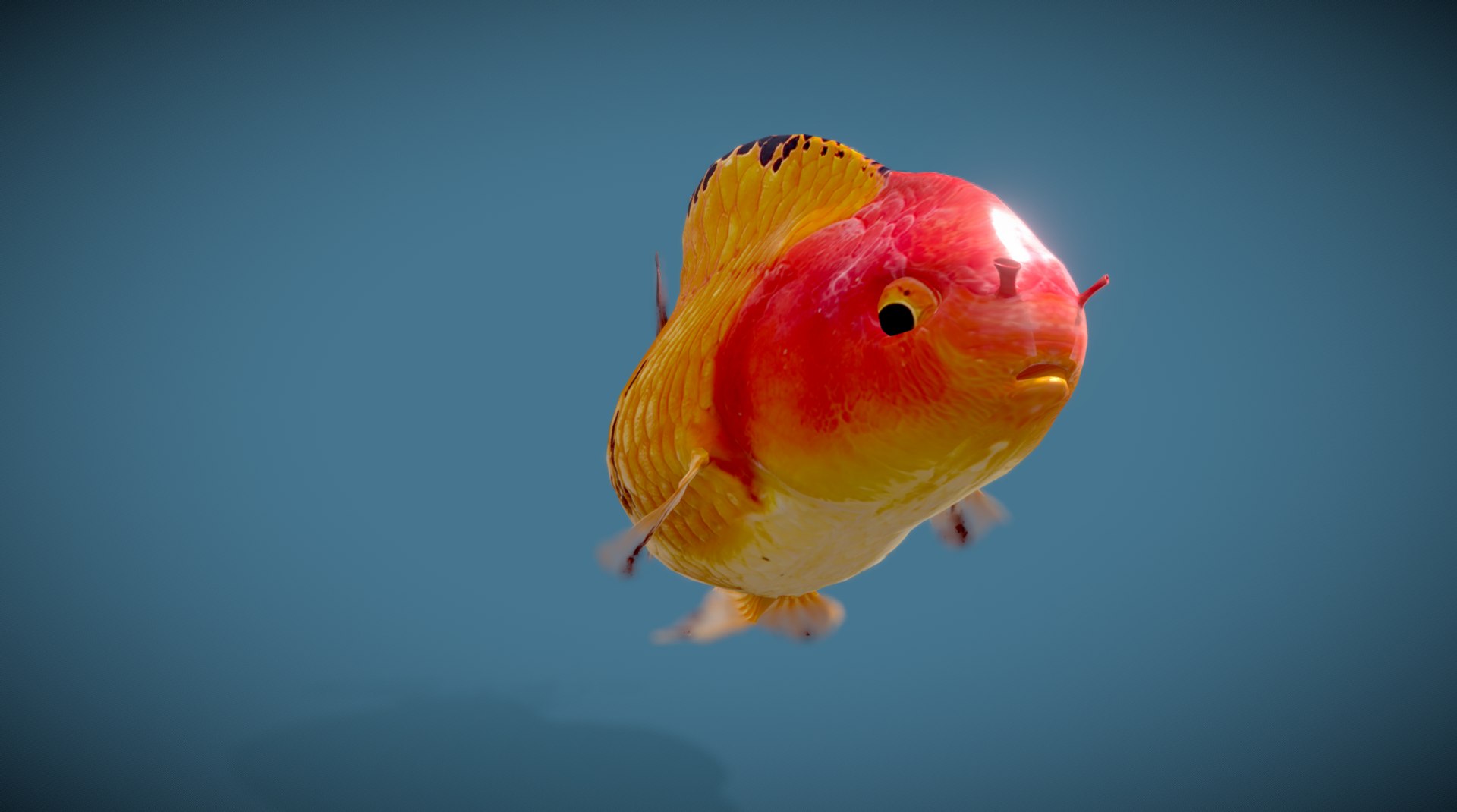 3D Goldfish-Animated Variety4 Model - TurboSquid 2035173