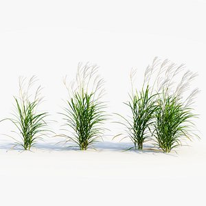 3D Miscanthus sinensis b