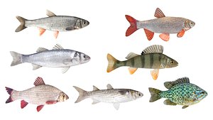 Fish Collection 3D model