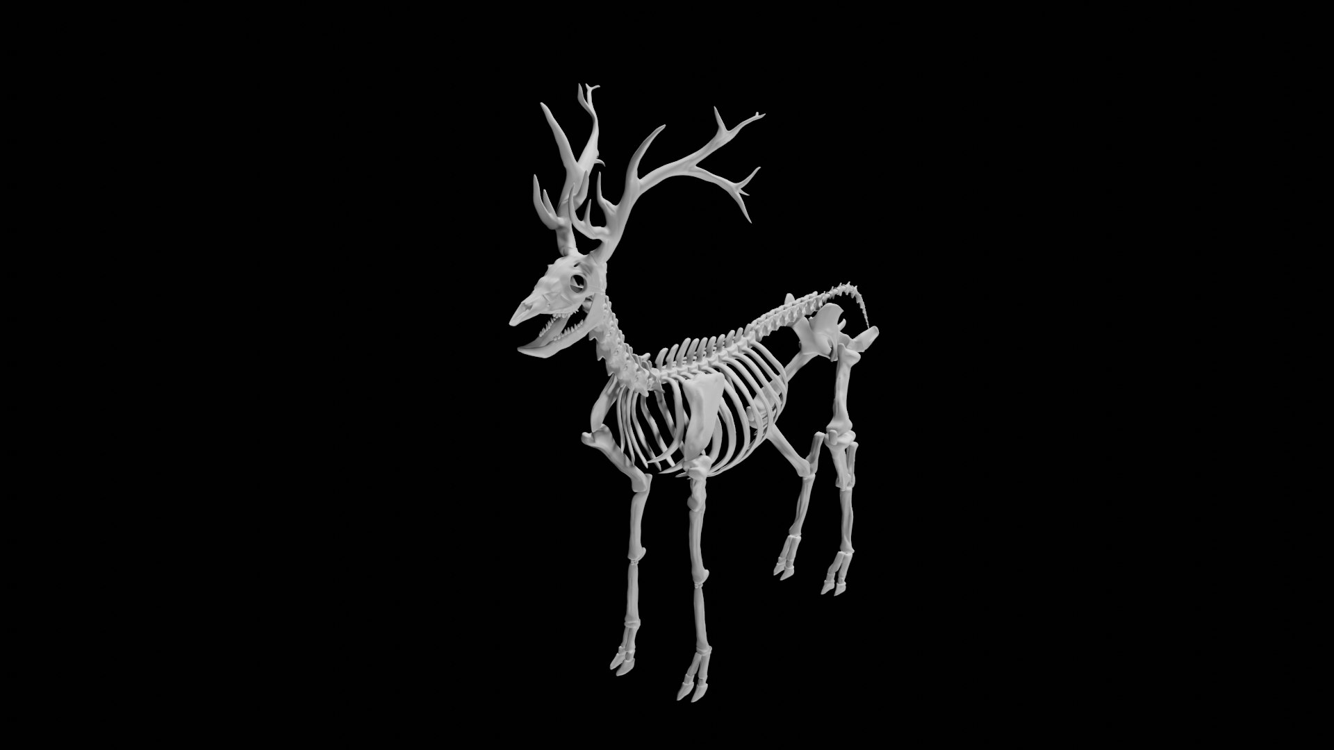 3D Deer Skeleton - TurboSquid 1856389