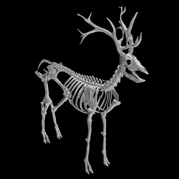 deer skeleton