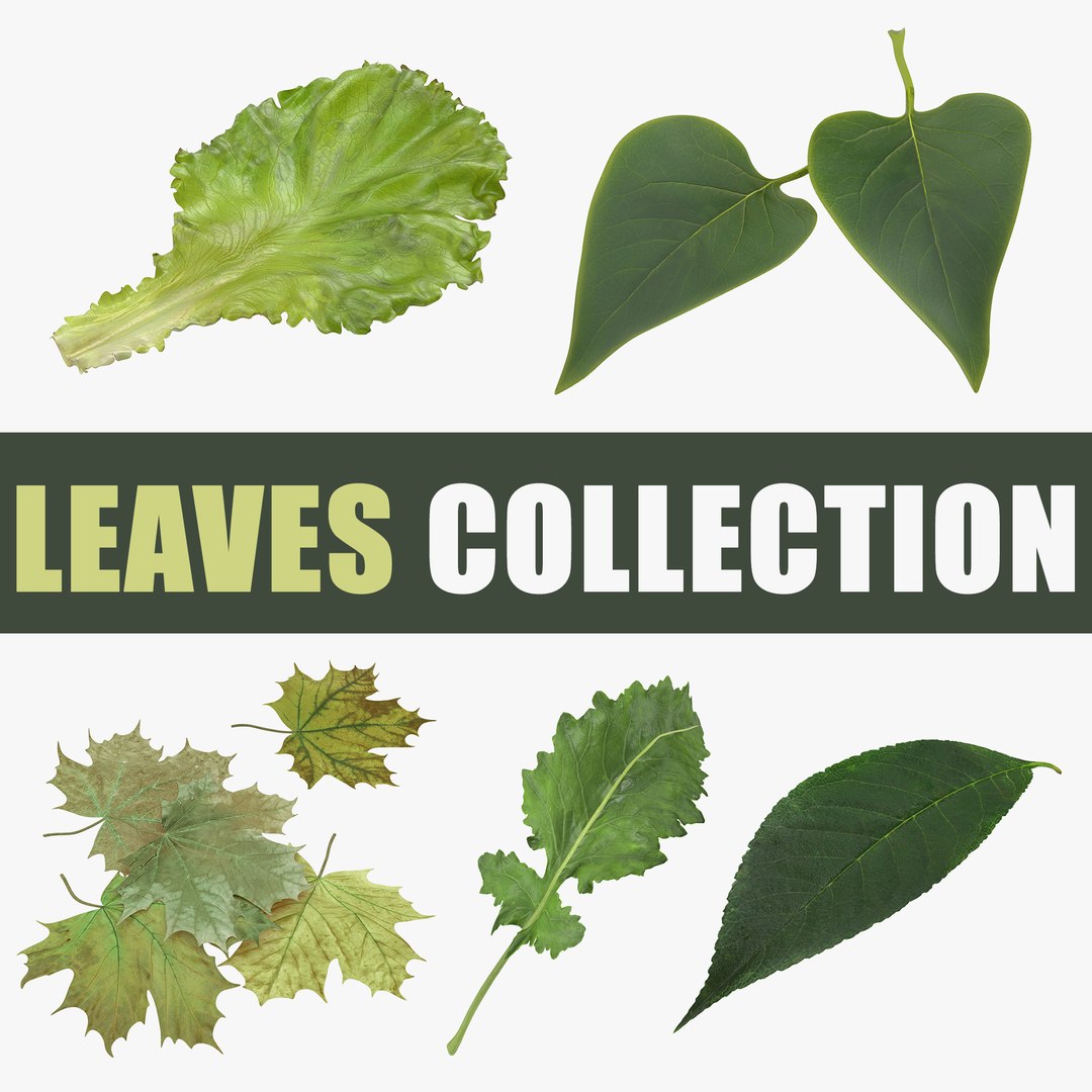 Leaves Collection 3D model preview