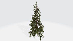 Small Douglas Fir Tree