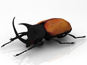 Rhinoceros Beetle model