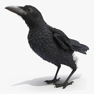 raven jumping rigged animate model