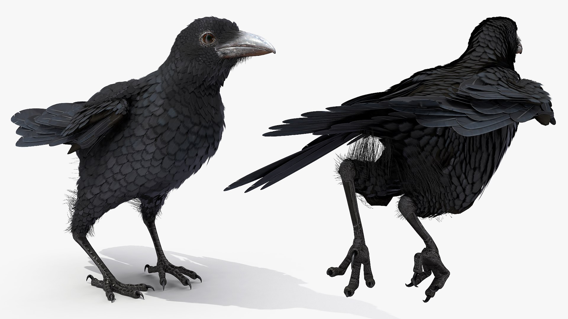 raven jumping rigged animate model https://p.turbosquid.com/ts-thumb/gM/DPRgqI/OcXcUfm6/ravenjumpinganimatedrigged3dsmodel009/jpg/1566371093/1920x1080/fit_q87/d075992c975eff84587664fd725f0c7d0801ac32/ravenjumpinganimatedrigged3dsmodel009.jpg