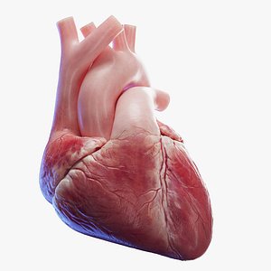 Medically accurate Human Heart Animated 3D