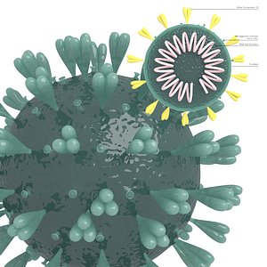 coronavirus virus 3D model