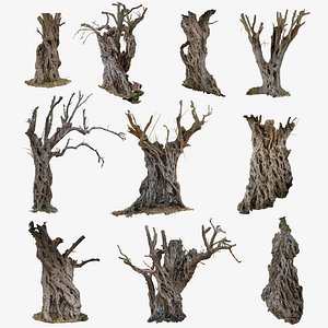 10+ Olive Trees High-Resolution 3D Scans in one Bundle