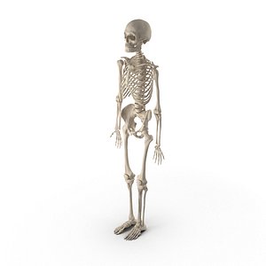 Human Male Skeleton Anatomy Rigged for Maya