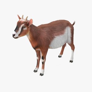 Dairy Goat Brown Rigged for Modo 3D model