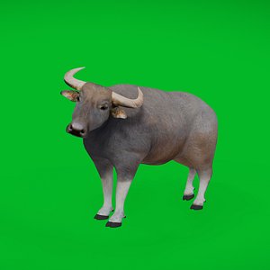 River Buffalo 3D model