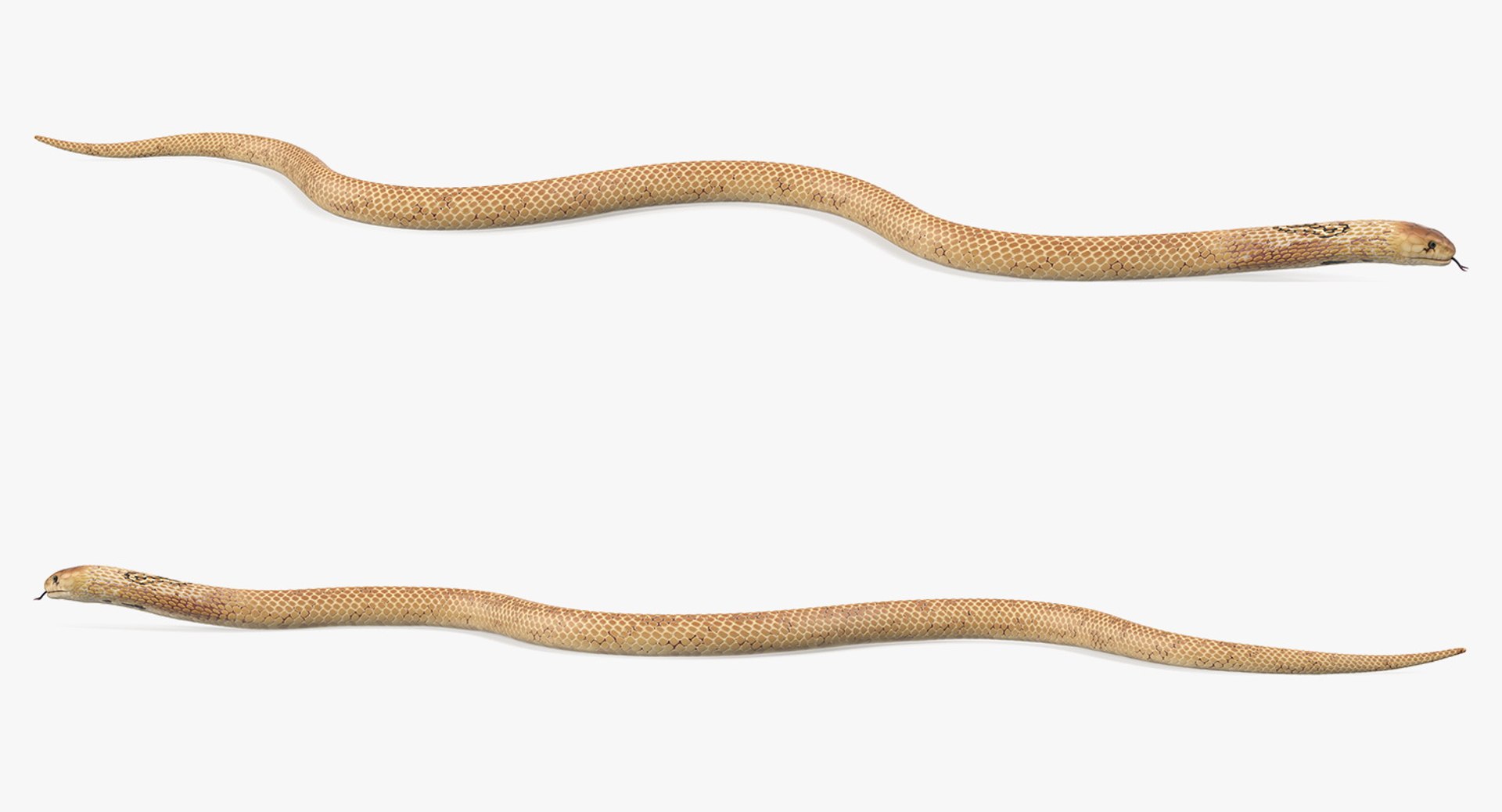 3D light cobra snake crawling model https://p.turbosquid.com/ts-thumb/gN/8clxJx/KU8J3Vrf/lightcobrasnakecrawlingc4dmodel004/jpg/1562638074/1920x1080/fit_q87/69db9e5aaf49847852b4da4d9240c32f7e42decf/lightcobrasnakecrawlingc4dmodel004.jpg