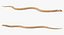 Light Cobra Snake Crawling
