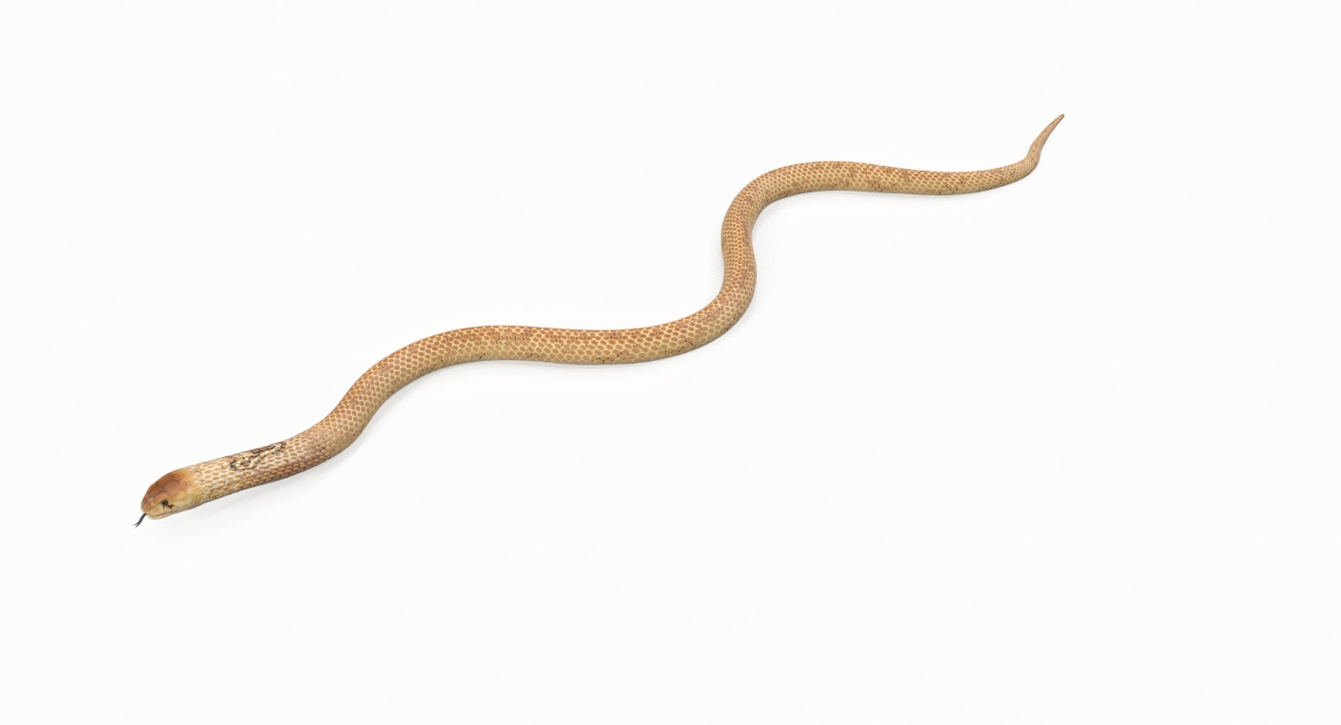 Light snake top