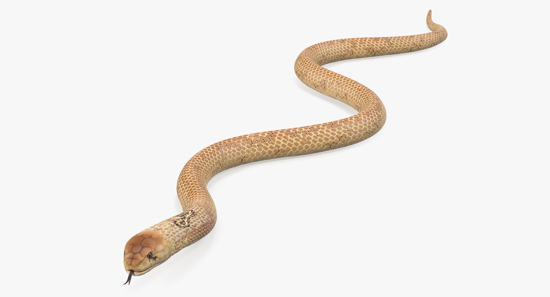 3D light cobra snake crawling model https://p.turbosquid.com/ts-thumb/gN/8clxJx/YiuAY803/lightcobrasnakecrawlingc4dmodel008/jpg/1562638087/1920x1080/fit_q87/e3458bd58313d34334a15e6083f5f33ef5d541d0/lightcobrasnakecrawlingc4dmodel008.jpg