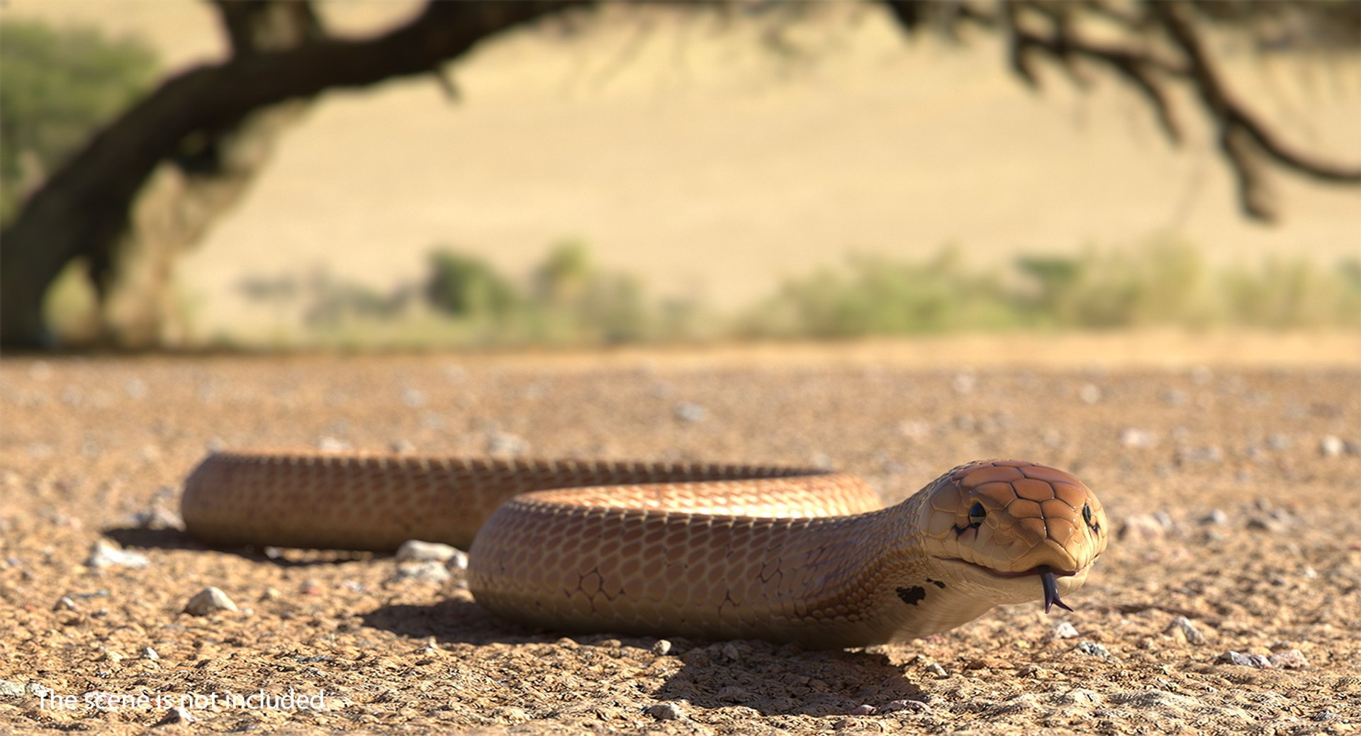3D light cobra snake crawling model https://p.turbosquid.com/ts-thumb/gN/8clxJx/aAUnnyFk/lightcobrasnakecrawlingc4dmodel003/jpg/1562638070/1920x1080/fit_q87/d8138640f66cd85ffd60db0e8231e3d97bffb3f8/lightcobrasnakecrawlingc4dmodel003.jpg