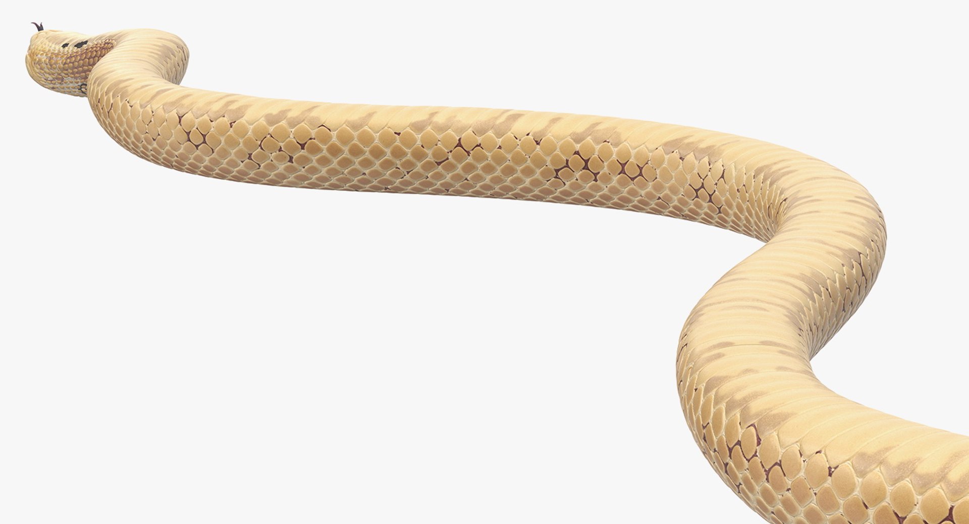 3D light cobra snake crawling model https://p.turbosquid.com/ts-thumb/gN/8clxJx/bE13AYQG/lightcobrasnakecrawlingc4dmodel011/jpg/1562638095/1920x1080/fit_q87/4e153c01d5e78f8ebec529ec5f8faaf103eebdd1/lightcobrasnakecrawlingc4dmodel011.jpg