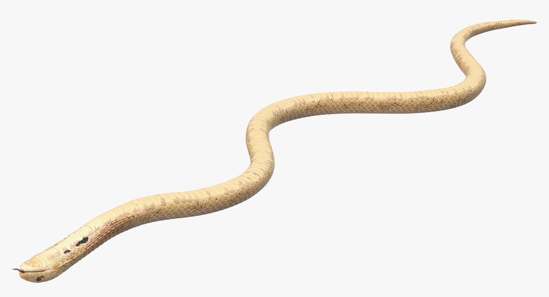 3D light cobra snake crawling model https://p.turbosquid.com/ts-thumb/gN/8clxJx/cLKCZyNs/lightcobrasnakecrawlingc4dmodel009/jpg/1562638089/1920x1080/fit_q87/8ad0a1b6ea405277c3d79c54ab14c36d98f5b543/lightcobrasnakecrawlingc4dmodel009.jpg