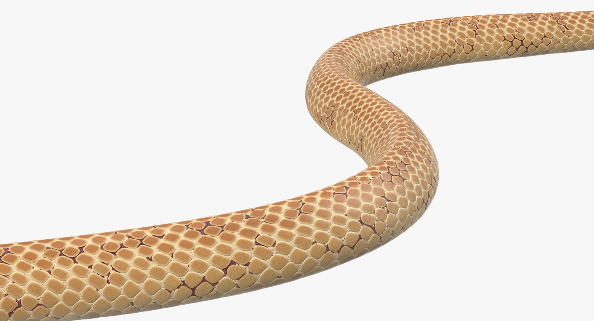 3D light cobra snake crawling model https://p.turbosquid.com/ts-thumb/gN/8clxJx/l7DwCCdP/lightcobrasnakecrawlingc4dmodel012/jpg/1562638098/1920x1080/fit_q87/c2e6753828fcd23036f3f4dced37b3fbdc395d85/lightcobrasnakecrawlingc4dmodel012.jpg