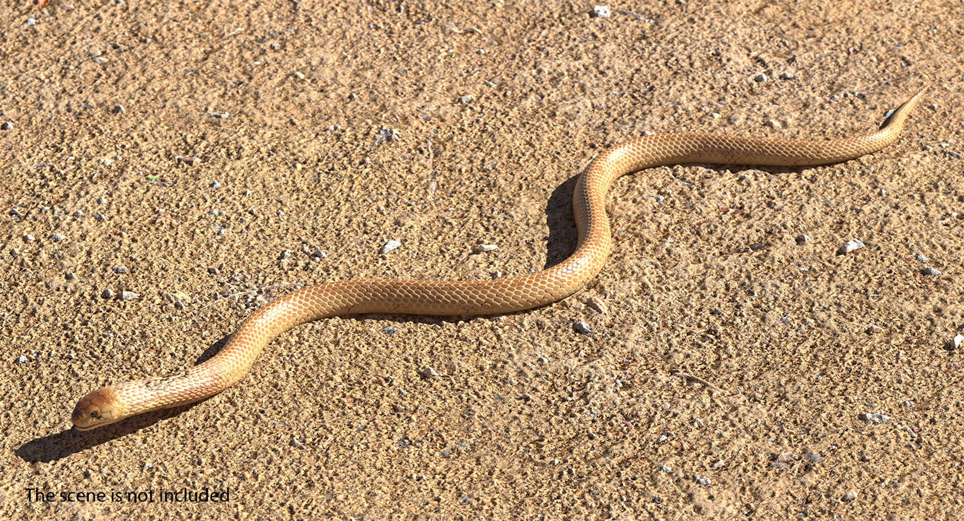 ⚗️🧪🔬 — A snake that crawled on the earth dreamt of