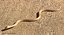 Light Cobra Snake Crawling