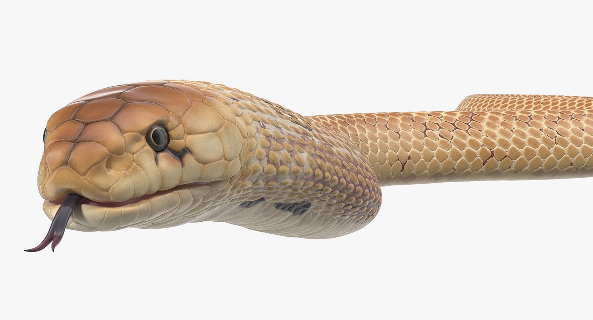 3D light cobra snake crawling model https://p.turbosquid.com/ts-thumb/gN/8clxJx/npgtg0ml/lightcobrasnakecrawlingc4dmodel007/jpg/1562638084/1920x1080/fit_q87/654914d14cb70709c272a6521516eb028689c236/lightcobrasnakecrawlingc4dmodel007.jpg