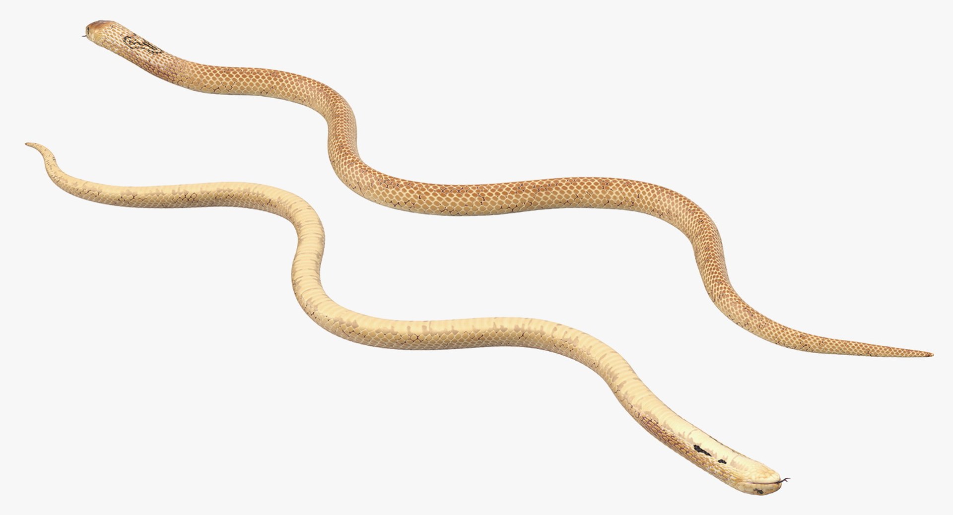 3D light cobra snake crawling model https://p.turbosquid.com/ts-thumb/gN/8clxJx/qKWzcEyS/lightcobrasnakecrawlingc4dmodel005/jpg/1562638077/1920x1080/fit_q87/b9034f12749d44d0f7fcd85133a5006112aea615/lightcobrasnakecrawlingc4dmodel005.jpg