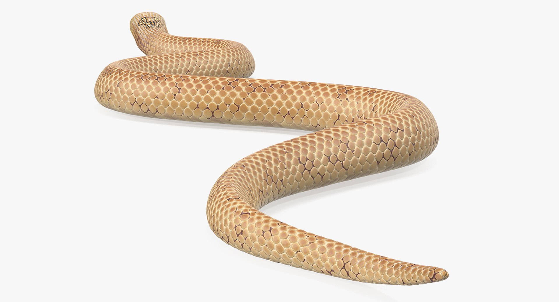 3D light cobra snake crawling model https://p.turbosquid.com/ts-thumb/gN/8clxJx/sNWh3z3s/lightcobrasnakecrawlingc4dmodel010/jpg/1562638092/1920x1080/fit_q87/5ab676a29e110598530f53f3818f0b3798e64384/lightcobrasnakecrawlingc4dmodel010.jpg