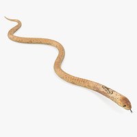Light Cobra Snake Crawling