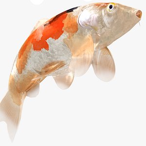 3D Japanese Carp Fish Rigged L1719 model