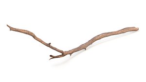 Dry Branch 3D model