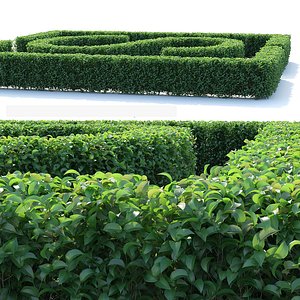 Editable bush ordinary privet