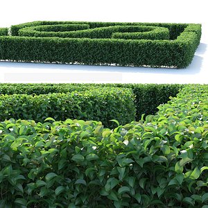 Editable bush ordinary privet