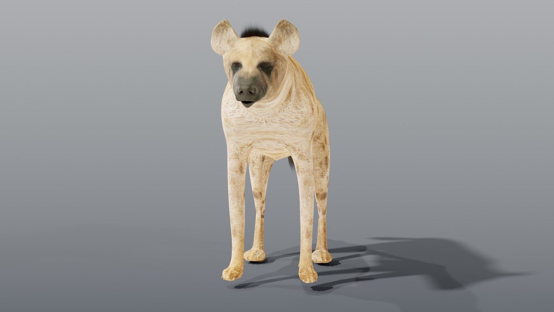 3d hyena rigged animation https://p.turbosquid.com/ts-thumb/gN/TJlapa/uD/05_hyena_05_front/jpg/1791409302/1920x1080/fit_q87/8823a5bee48ee90ebf573e032b856fa826ae7b56/05_hyena_05_front.jpg