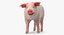3D pig piglet landrace walking model