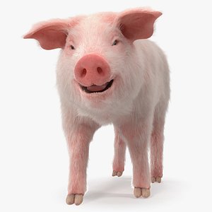 Pig Piglet Landrace with Fur Walking Pose 3D Model