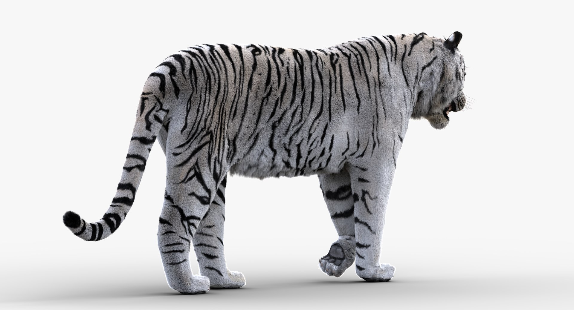 White TigerRigged FUR1 Model - TurboSquid 2250267