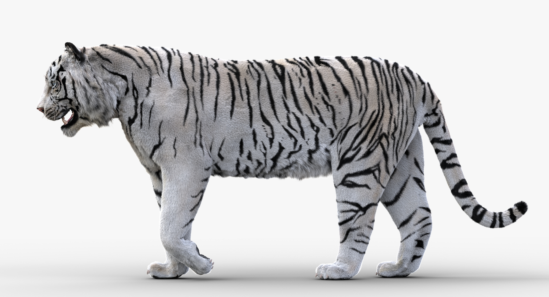 White TigerRigged FUR1 Model - TurboSquid 2250267