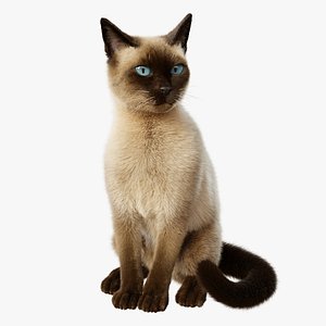Cat Siamese Rigged Animated