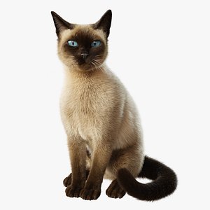 Cat Siamese Rigged Animated 3D