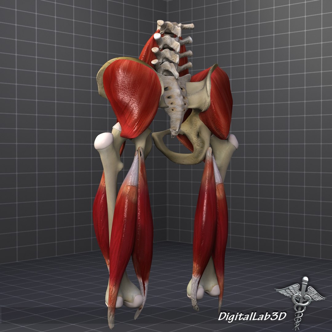 3d human pelvis muscle group